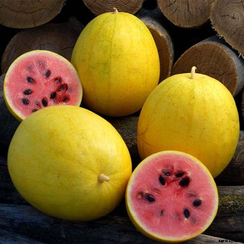 25 of the Sweetest, Juiciest Watermelon Varieties You Can Grow