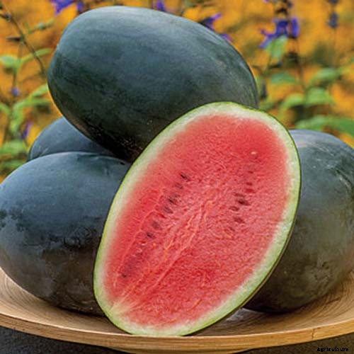 25 of the Sweetest, Juiciest Watermelon Varieties You Can Grow