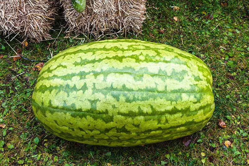 25 of the Sweetest, Juiciest Watermelon Varieties You Can Grow