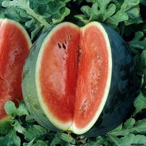 25 of the Sweetest, Juiciest Watermelon Varieties You Can Grow