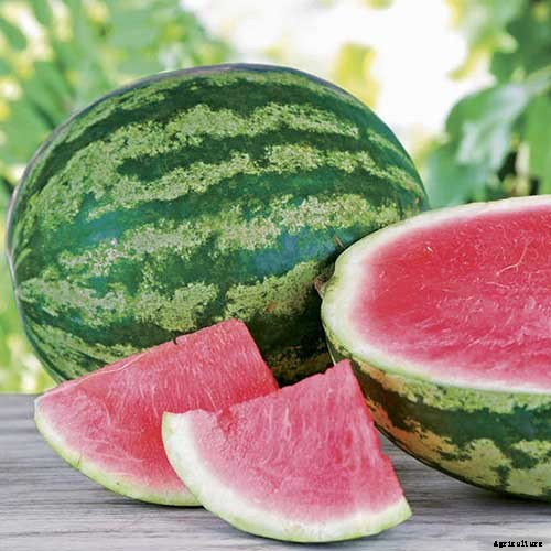 25 of the Sweetest, Juiciest Watermelon Varieties You Can Grow