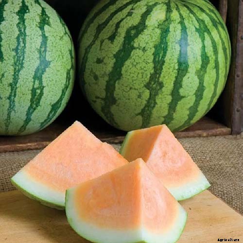 25 of the Sweetest, Juiciest Watermelon Varieties You Can Grow