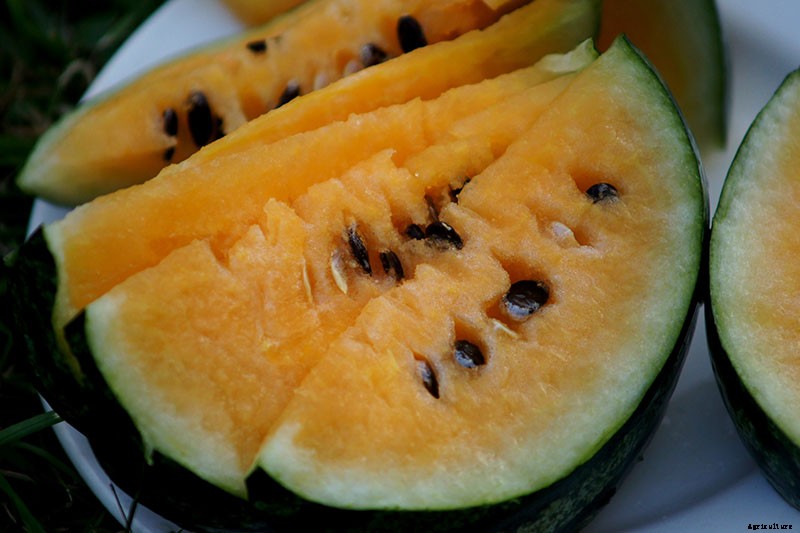 25 of the Sweetest, Juiciest Watermelon Varieties You Can Grow