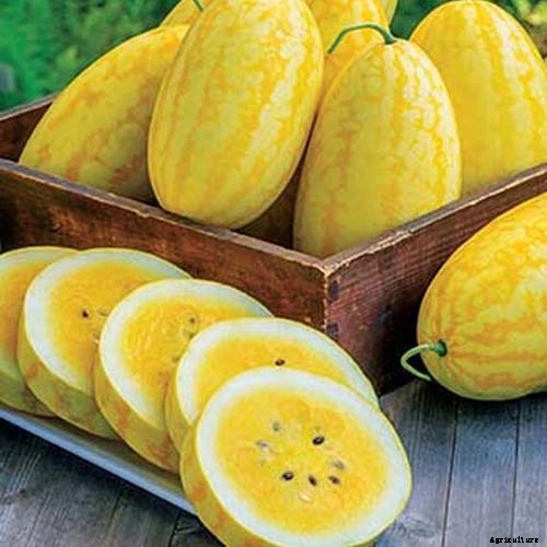 25 of the Sweetest, Juiciest Watermelon Varieties You Can Grow