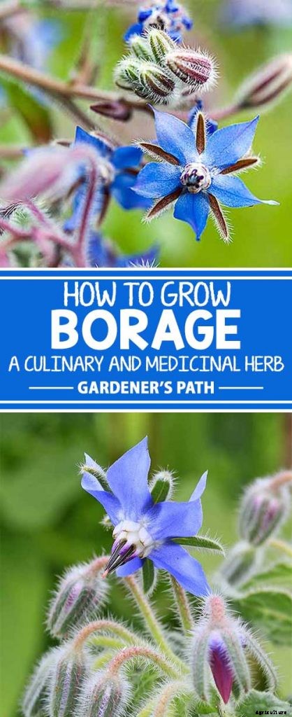 How to Grow and Care for Borage Plants