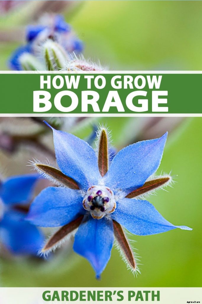 How to Grow and Care for Borage Plants