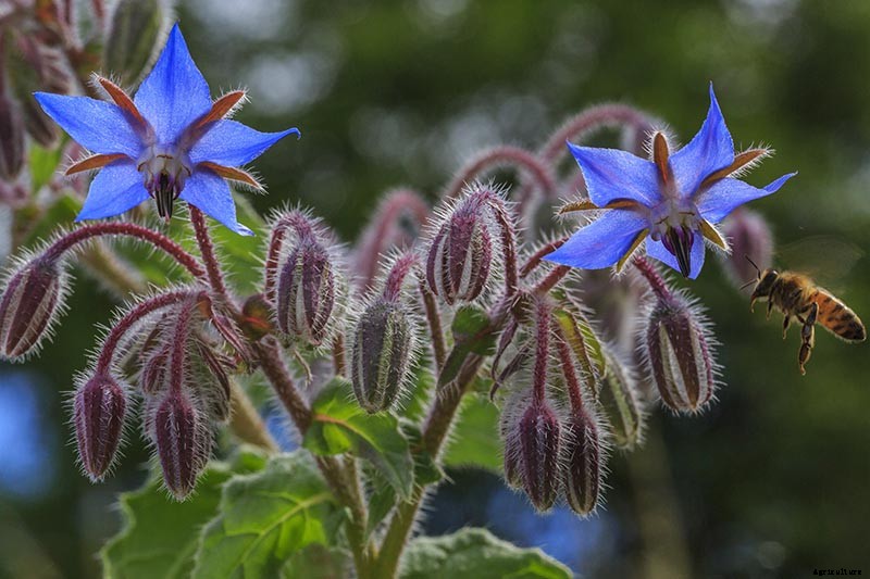 How to Grow and Care for Borage Plants