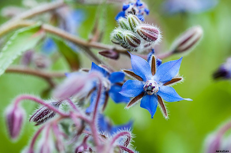 How to Grow and Care for Borage Plants