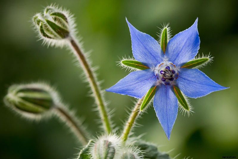 How to Grow and Care for Borage Plants