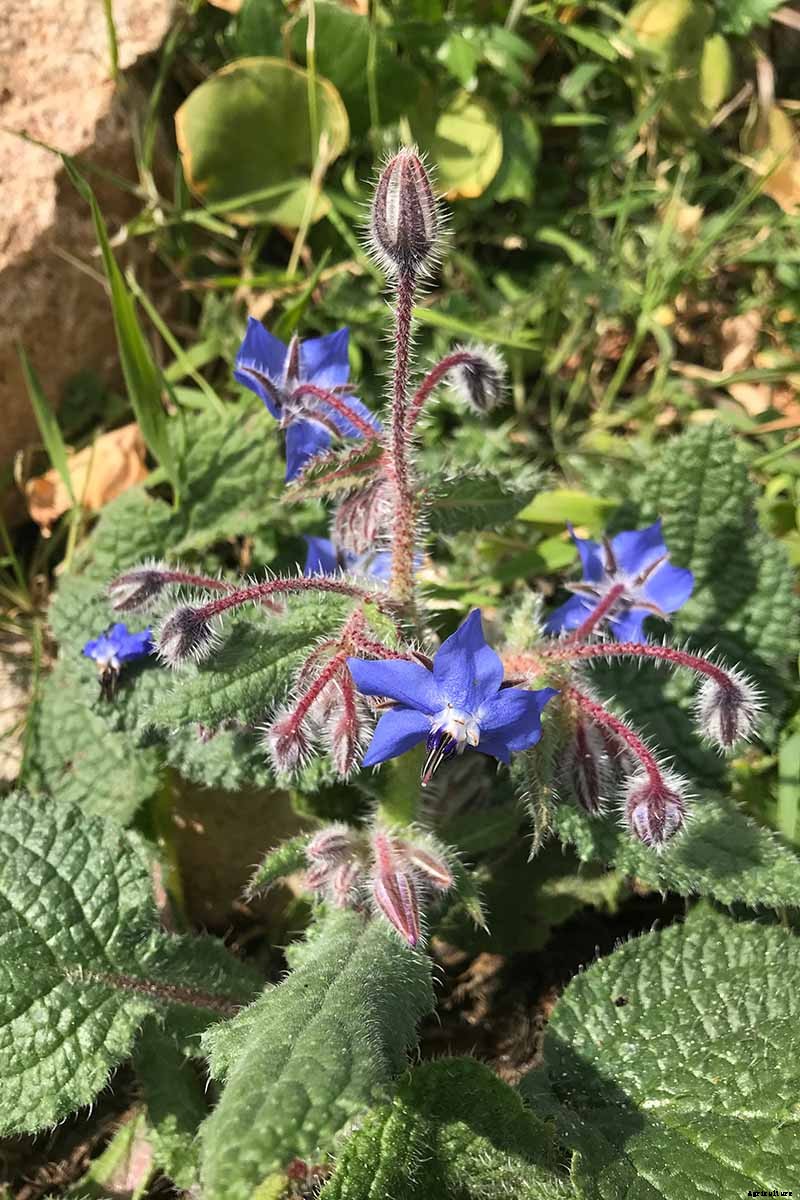 How to Grow and Care for Borage Plants
