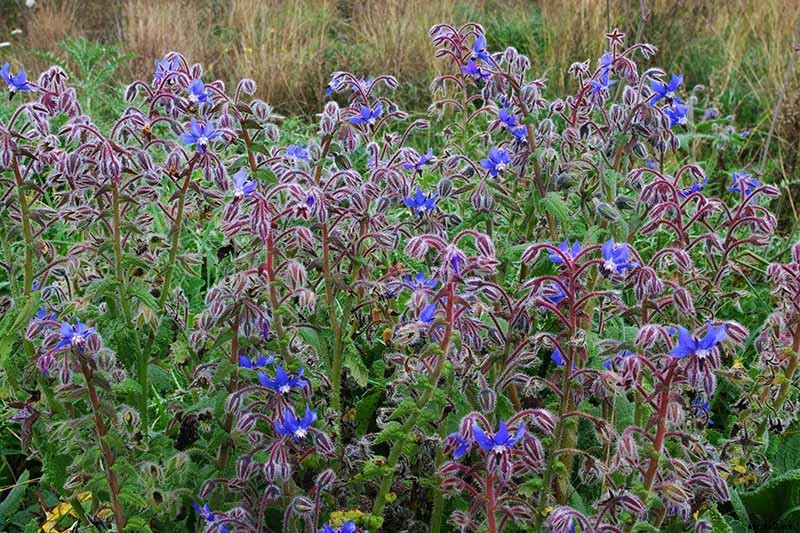 How to Grow and Care for Borage Plants
