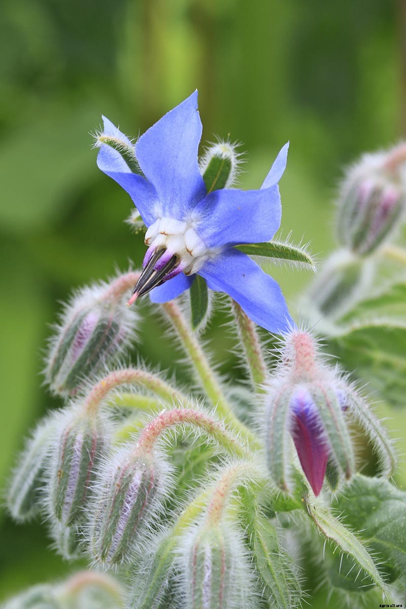 How to Grow and Care for Borage Plants