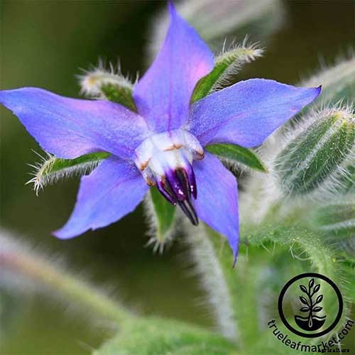 How to Grow and Care for Borage Plants