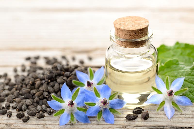 How to Grow and Care for Borage Plants