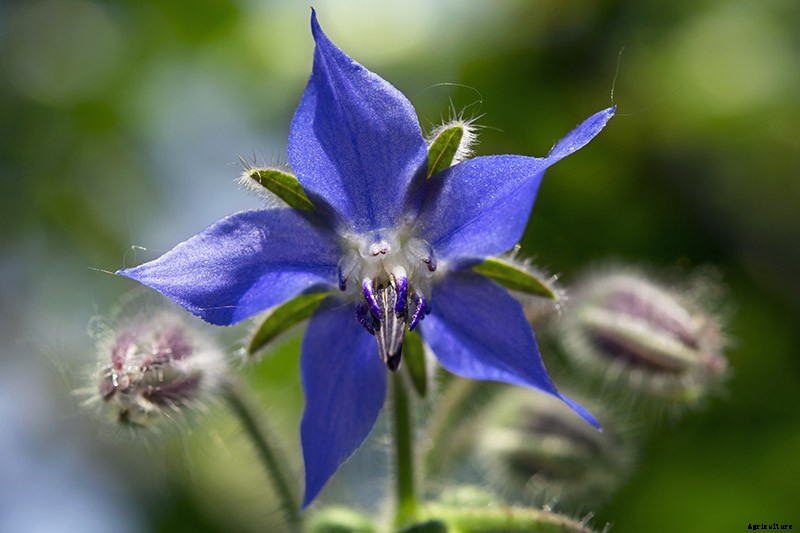 How to Grow and Care for Borage Plants