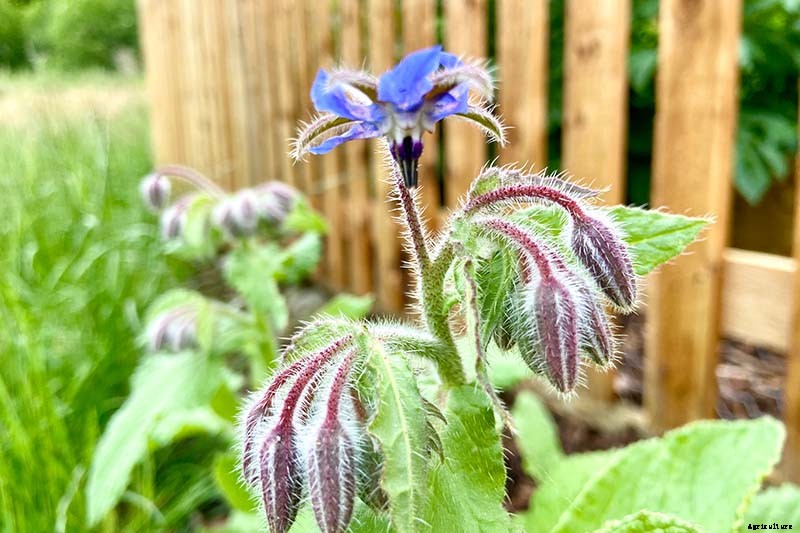 How to Grow and Care for Borage Plants