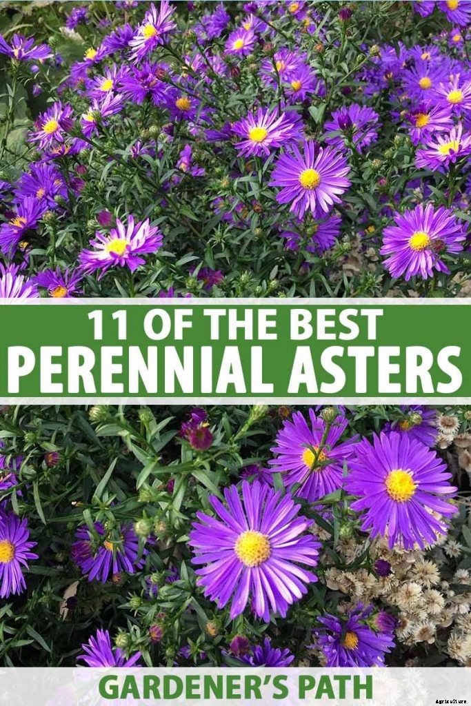 11 Perennial Aster Species for Summer’s Last Hurrah