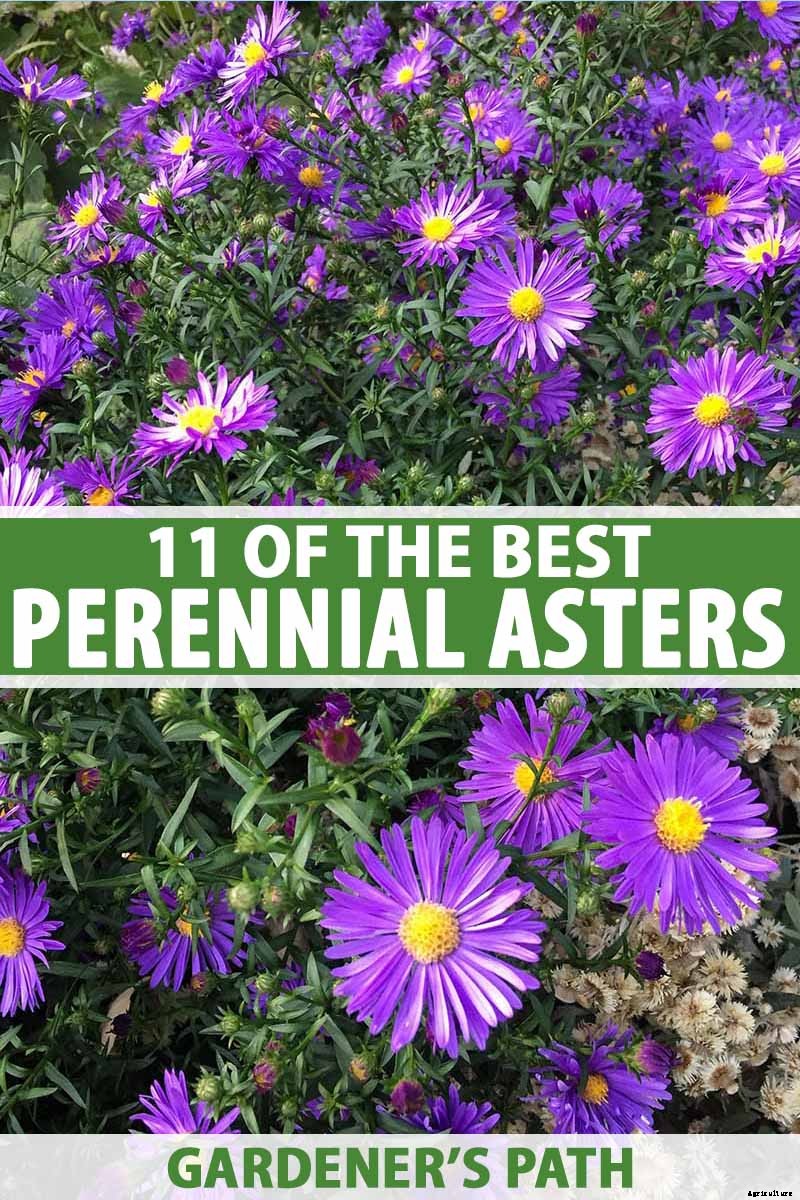 11 Perennial Aster Species for Summer’s Last Hurrah
