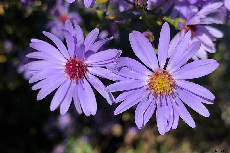 11 Perennial Aster Species for Summer’s Last Hurrah