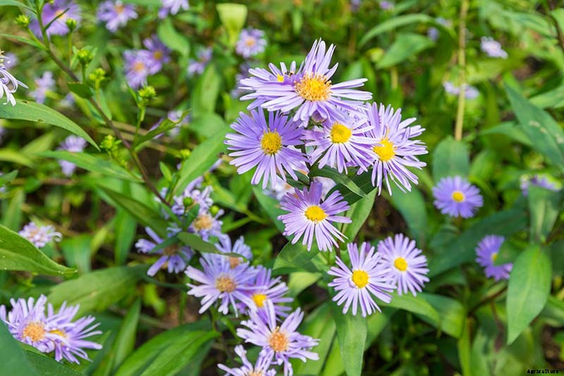 11 Perennial Aster Species for Summer’s Last Hurrah
