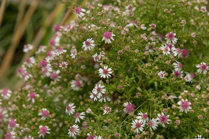 11 Perennial Aster Species for Summer’s Last Hurrah