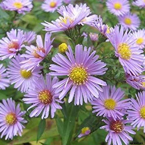 11 Perennial Aster Species for Summer’s Last Hurrah