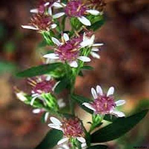 11 Perennial Aster Species for Summer’s Last Hurrah