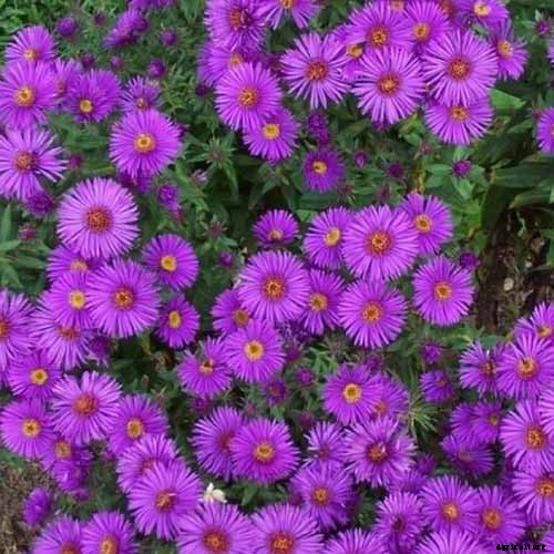 11 Perennial Aster Species for Summer’s Last Hurrah