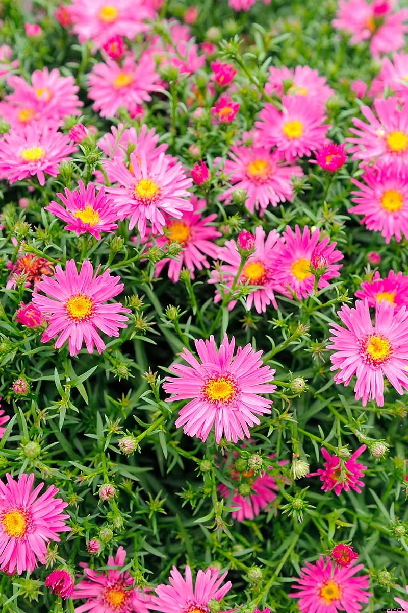 11 Perennial Aster Species for Summer’s Last Hurrah