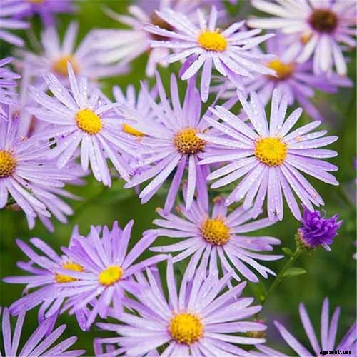 11 Perennial Aster Species for Summer’s Last Hurrah