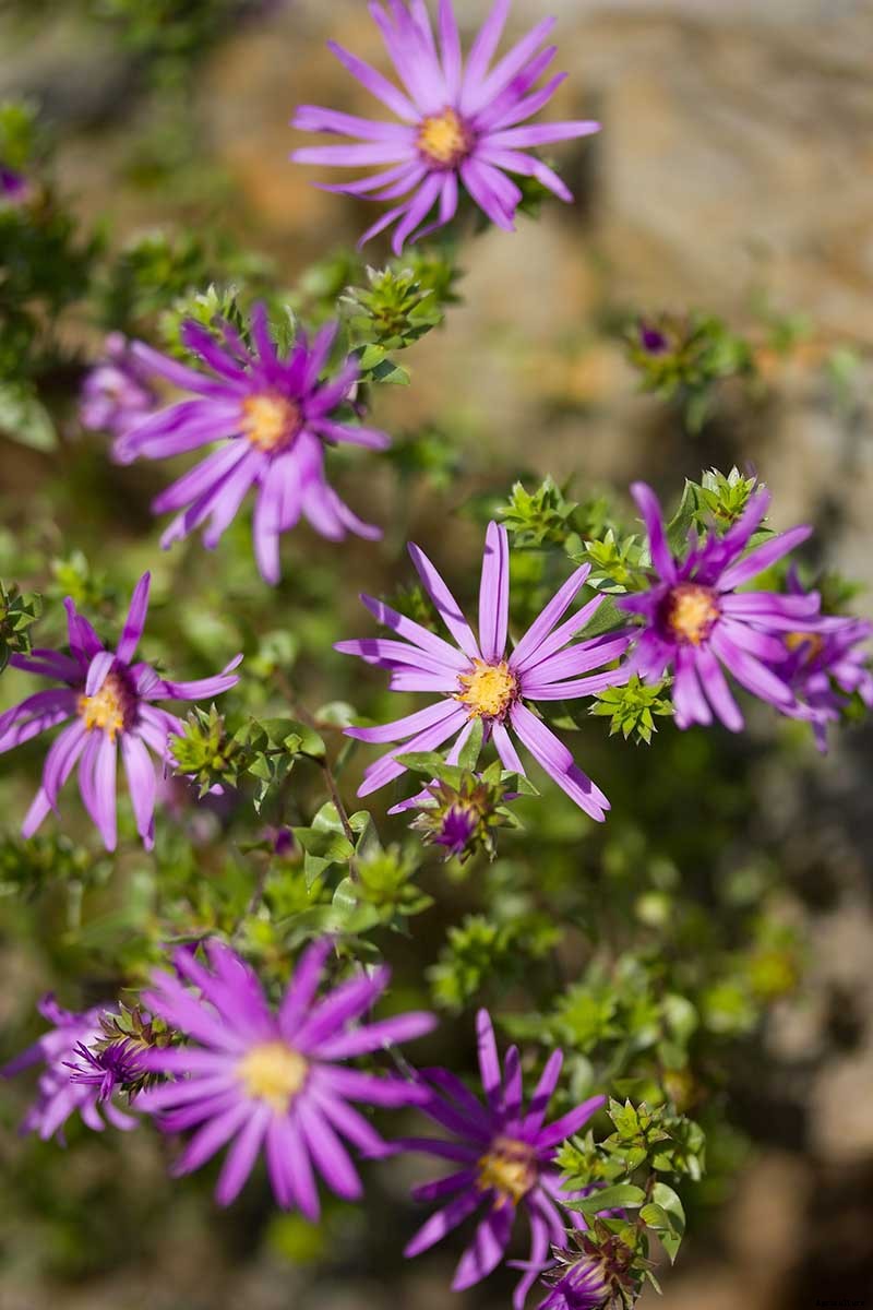 11 Perennial Aster Species for Summer’s Last Hurrah