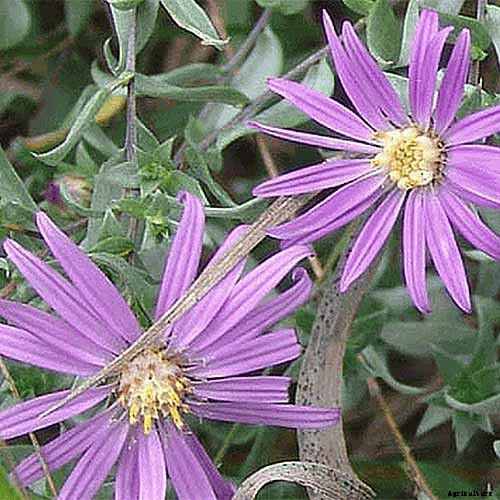 11 Perennial Aster Species for Summer’s Last Hurrah