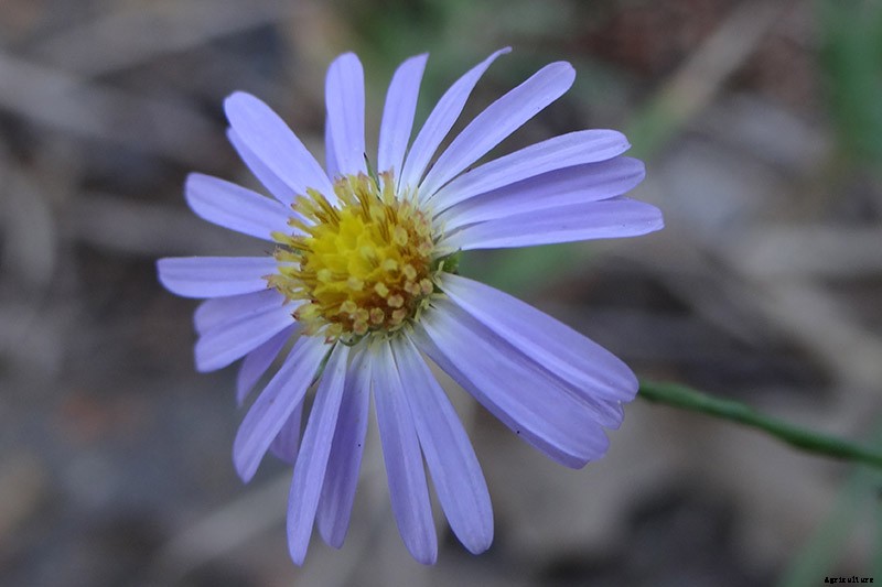11 Perennial Aster Species for Summer’s Last Hurrah