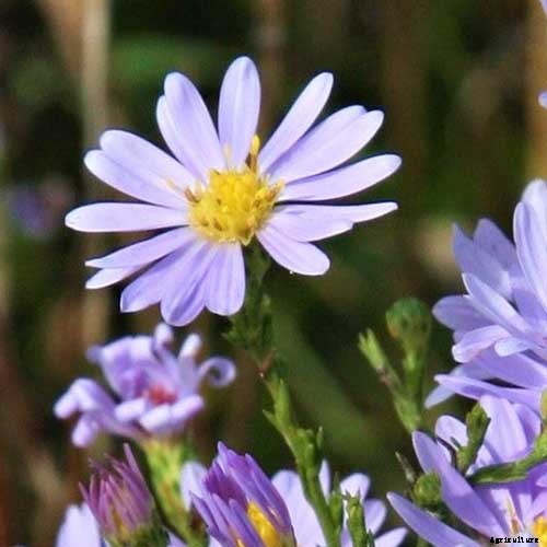 11 Perennial Aster Species for Summer’s Last Hurrah