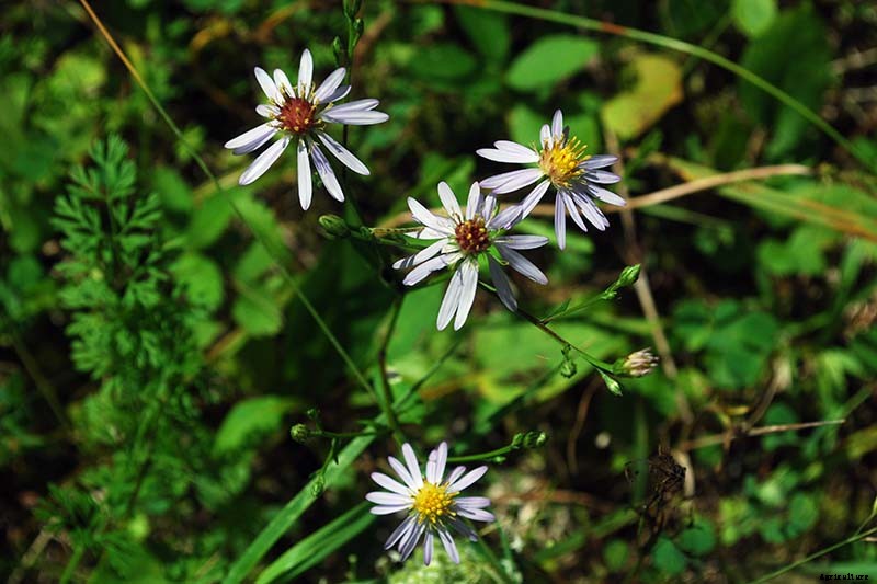 11 Perennial Aster Species for Summer’s Last Hurrah