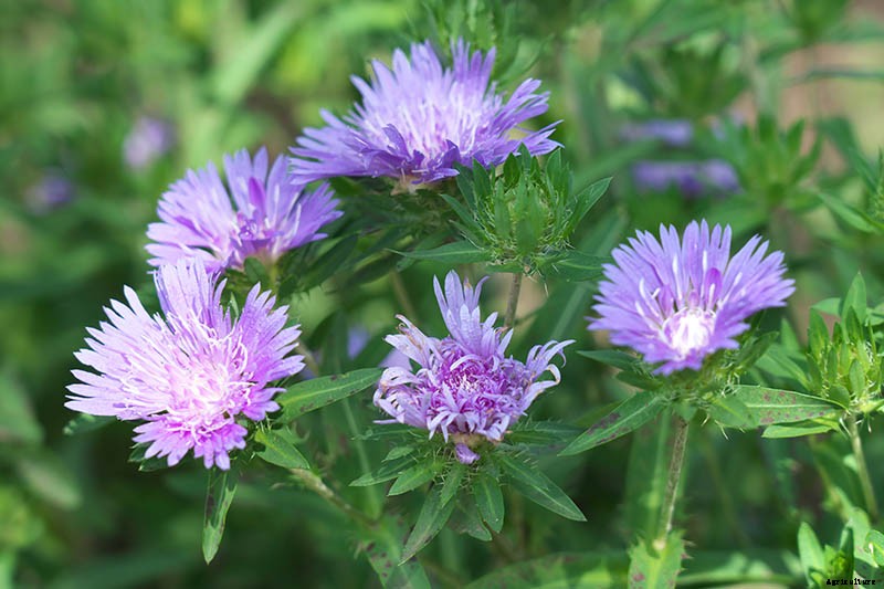 11 Perennial Aster Species for Summer’s Last Hurrah