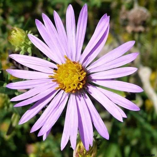 11 Perennial Aster Species for Summer’s Last Hurrah