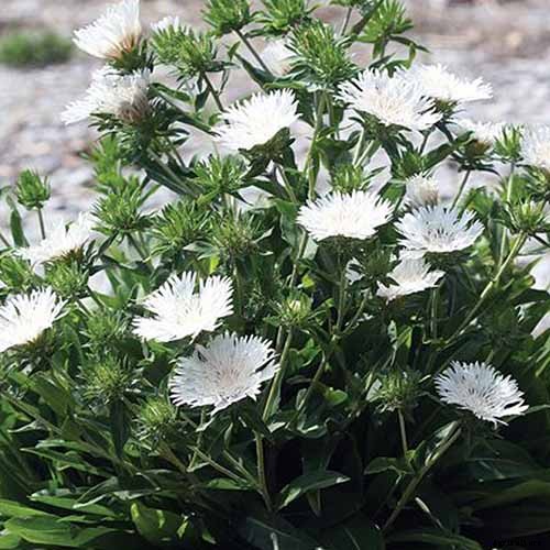 11 Perennial Aster Species for Summer’s Last Hurrah