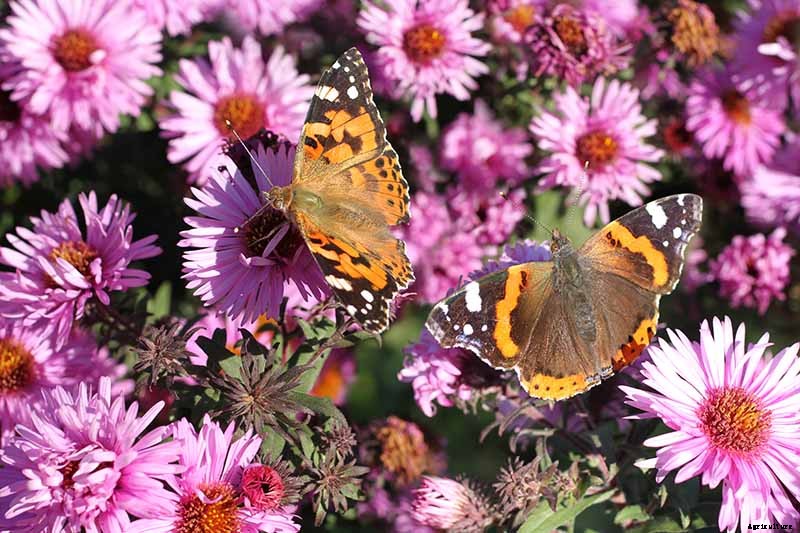 11 Perennial Aster Species for Summer’s Last Hurrah
