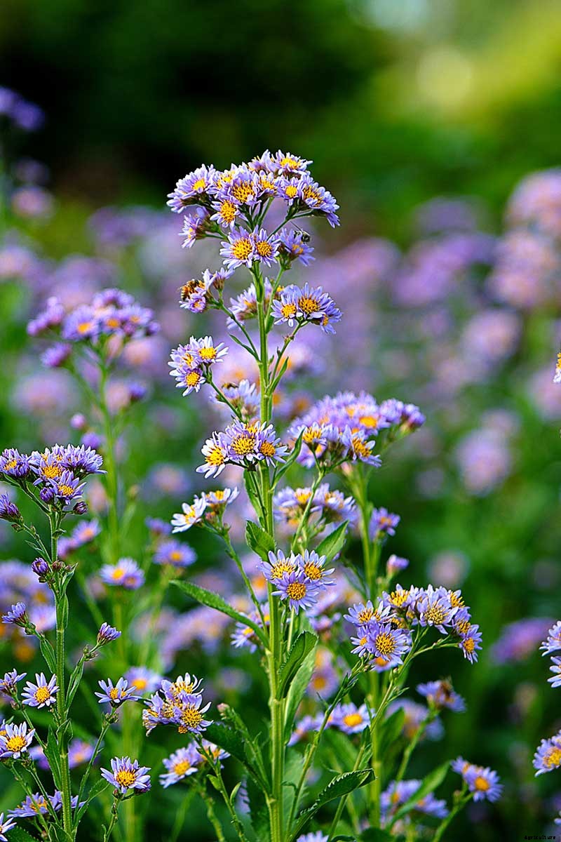 11 Perennial Aster Species for Summer’s Last Hurrah