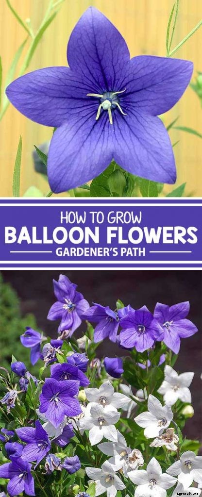 How to Grow and Care for Balloon Flowers