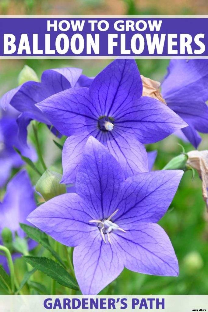 How to Grow and Care for Balloon Flowers