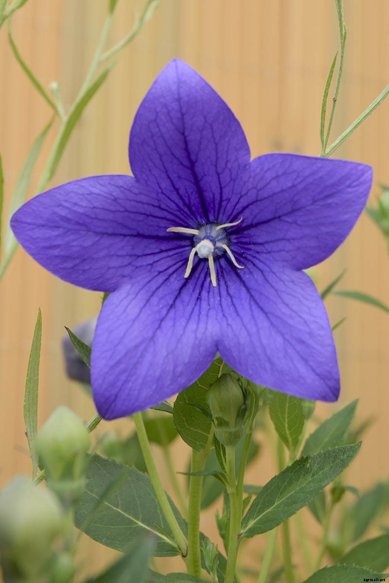 How to Grow and Care for Balloon Flowers