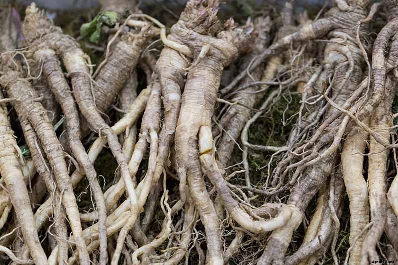 How to Grow and Care for Balloon Flowers