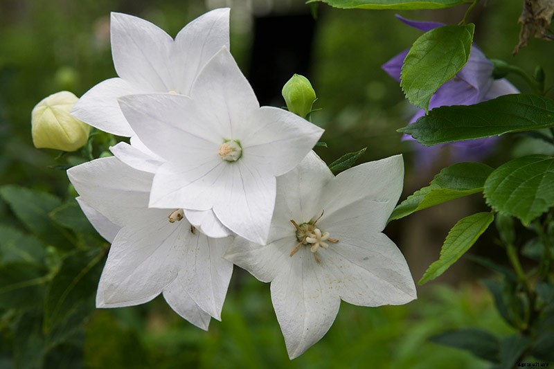How to Grow and Care for Balloon Flowers