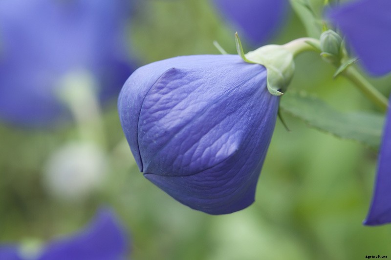 How to Grow and Care for Balloon Flowers