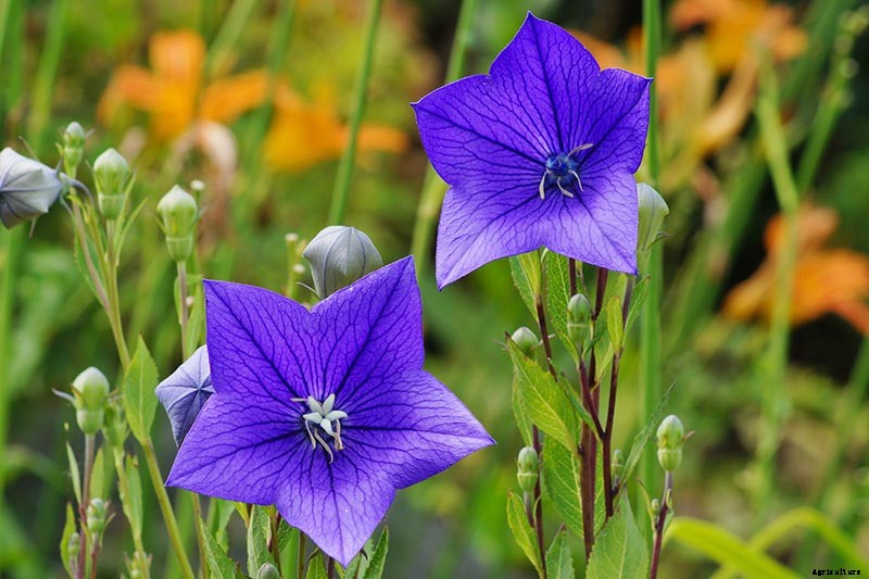 How to Grow and Care for Balloon Flowers