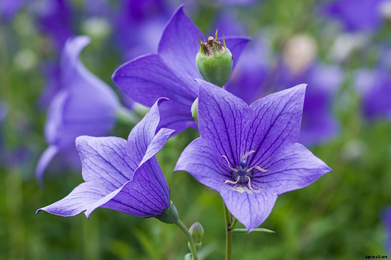 How to Grow and Care for Balloon Flowers