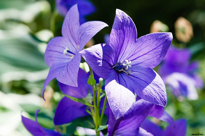How to Grow and Care for Balloon Flowers