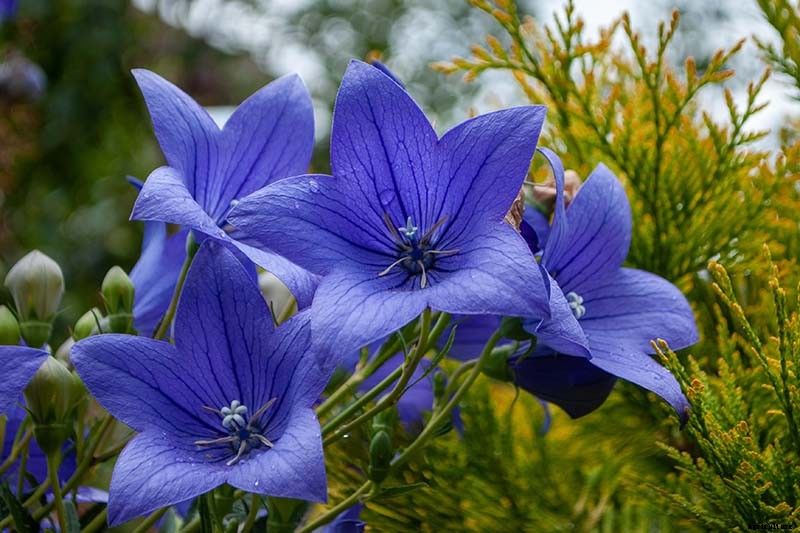 How to Grow and Care for Balloon Flowers